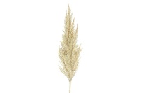 Countryfield Cortaderia (Pampas) crème L5B8H93cm